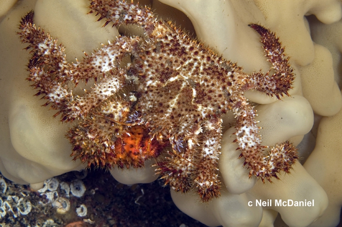 Acantholithodes hispidus