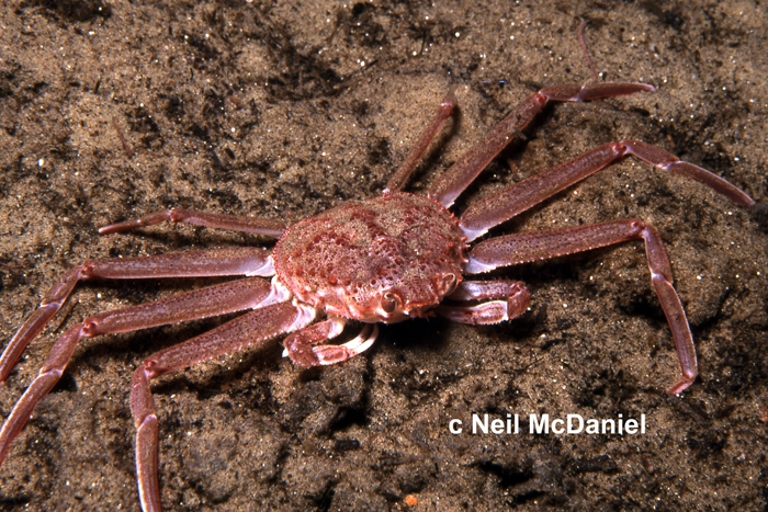 Chionoecetes bairdi Chionoecetes bairdi