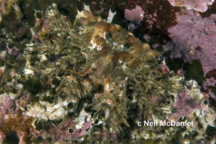 Phyllolithodes papillosus Phyllolithodes papillosus