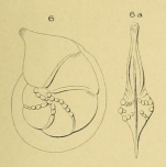 Cristellaria rostrata d'Orbigny, 1852