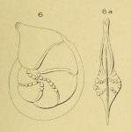 Cristellaria rostrata d'Orbigny, 1852