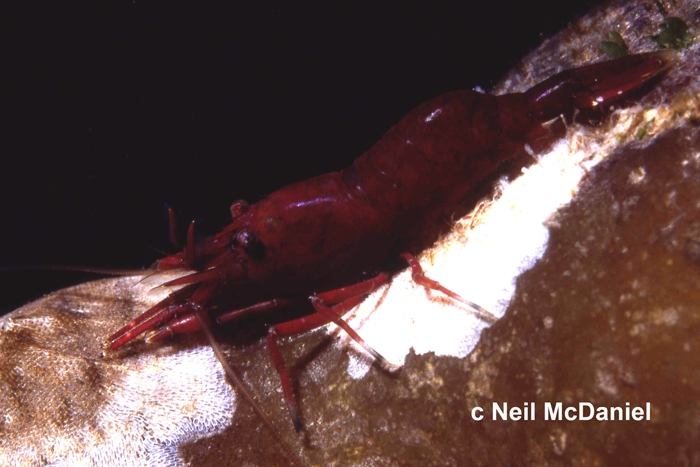 Heptacarpus brevirostris Heptacarpus brevirostris