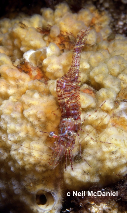 Heptacarpus tridens Heptacarpus tridens