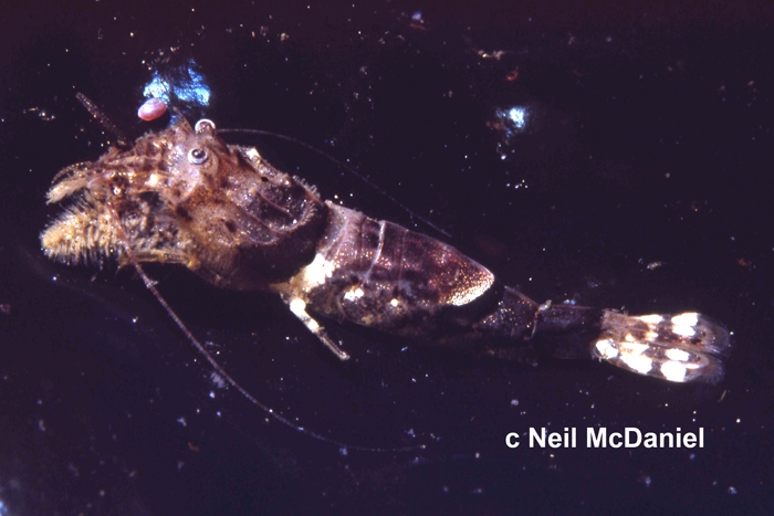 Metacrangon munita Metacrangon munita