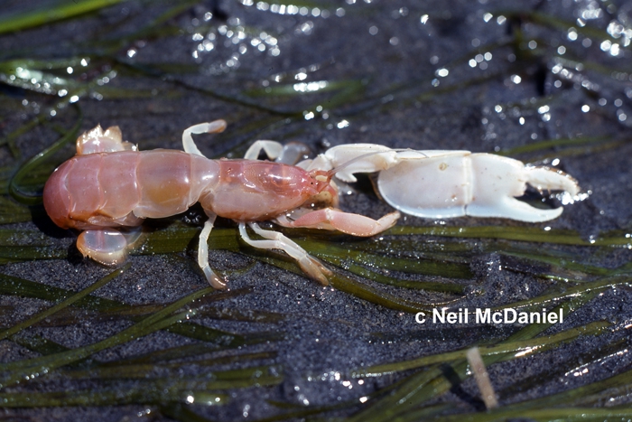 Neotrypaea californiensis