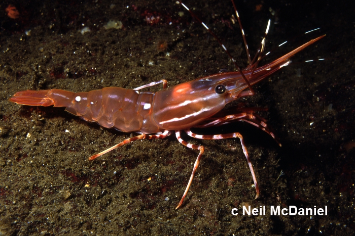 Pandalus platyceros Pandalus platyceros