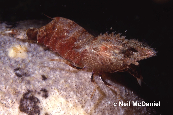 Spirontocaris lamellicornis Spirontocaris lamellicornis