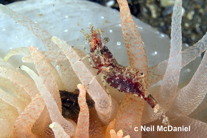 Spirontocaris snyderi Spirontocaris snyderi