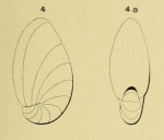 Nonionina elongata d'Orbigny, 1852