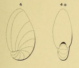 Nonionina elongata d'Orbigny, 1852