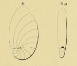 Chromista - Foraminifera (foraminifers)