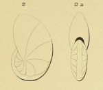 Nonionina elliptica d'Orbigny in Fornasini, 1904