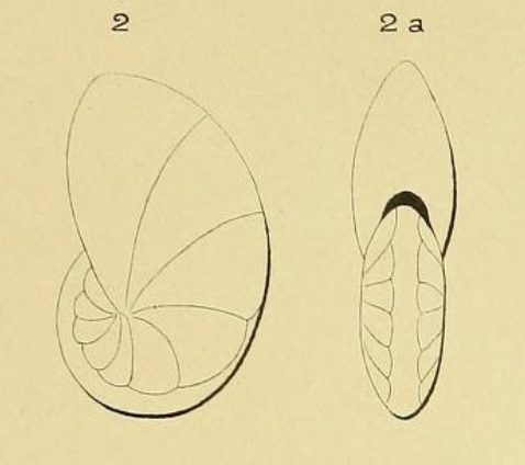 Nonionina elliptica d'Orbigny in Fornasini, 1904