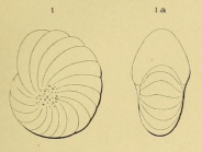 Nonionina lamarcki d'Orbigny, 1852