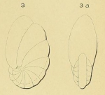 Nonionina rugosa d'Orbigny, 1850