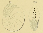 Peneroplis ellipticus d'Orbigny, 1839