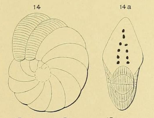 Peneroplis ellipticus d'Orbigny, 1839