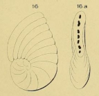 Peneroplis gervillei d'Orbigny, 1850