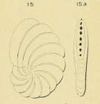 Peneroplis laevigatus d'Orbigny in Fornasini, 1904