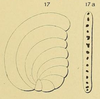 Peneroplis orbicularis d'Orbigny, 1852 Peneroplis orbicularis d'Orbigny, 1852