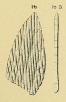 Planularia depressa d'Orbigny, 1849