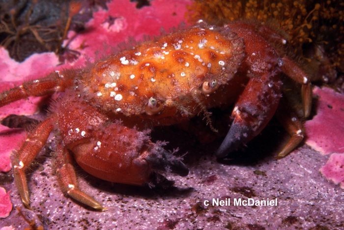 Glebocarcinus oregonensis