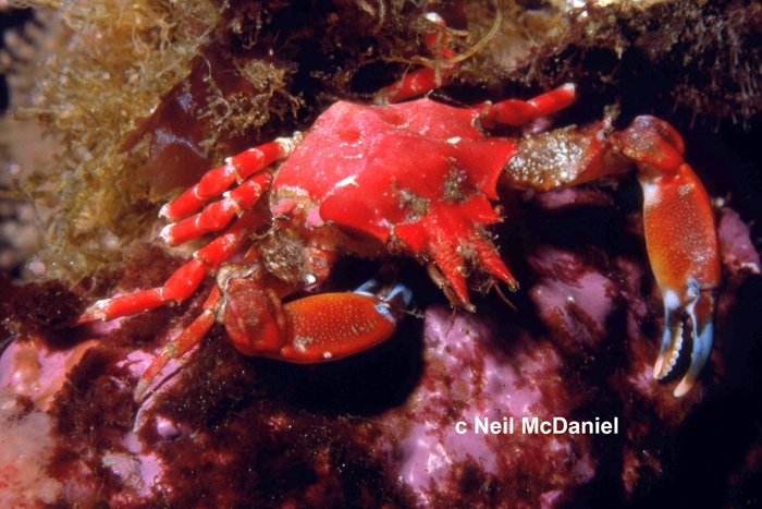 Pugettia gracilis Pugettia gracilis