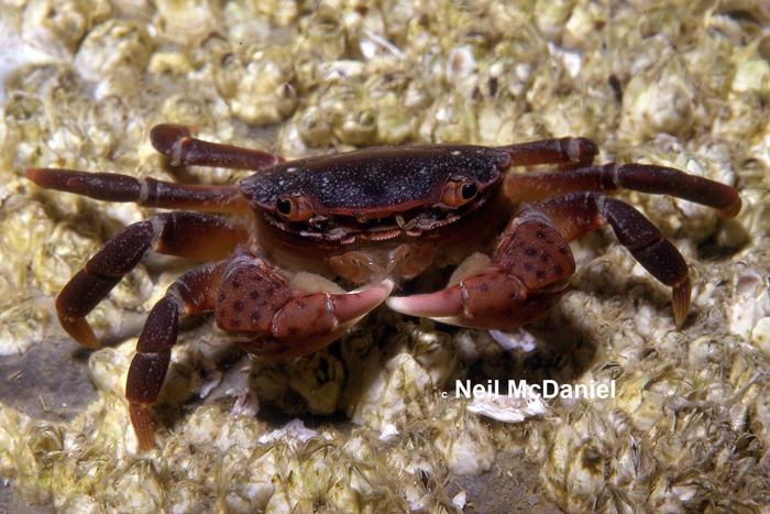 Hemigrapsus nudus Hemigrapsus nudus
