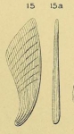 Planularia elongata d'Orbigny, 1849