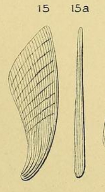 Planularia elongata d'Orbigny, 1849 Planularia elongata d'Orbigny, 1849