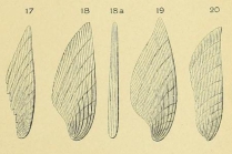 Planularia striata (d'Orbigny, 1826)