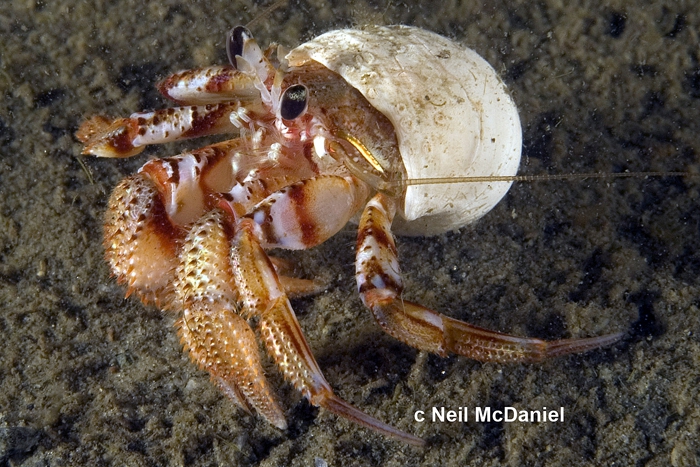 Pagurus armatus Pagurus armatus