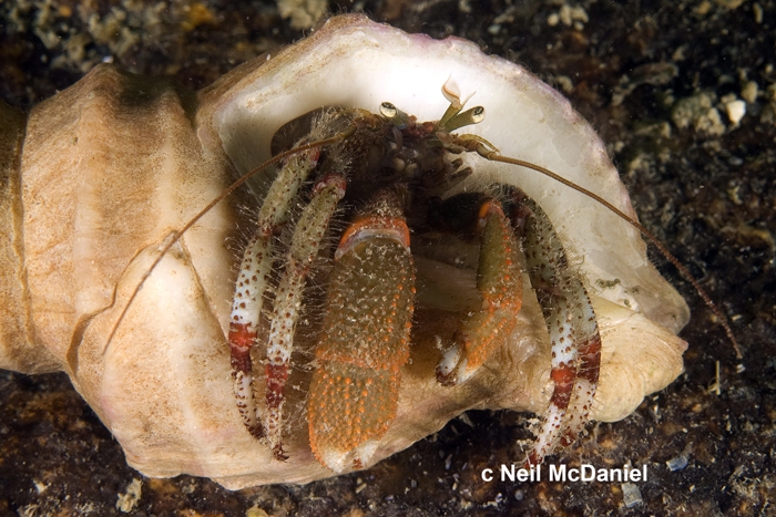 Pagurus beringanus Pagurus beringanus