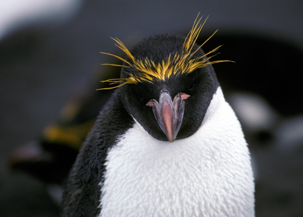 Macaroni Penguin portrait_1 Macaroni Penguin portrait_1