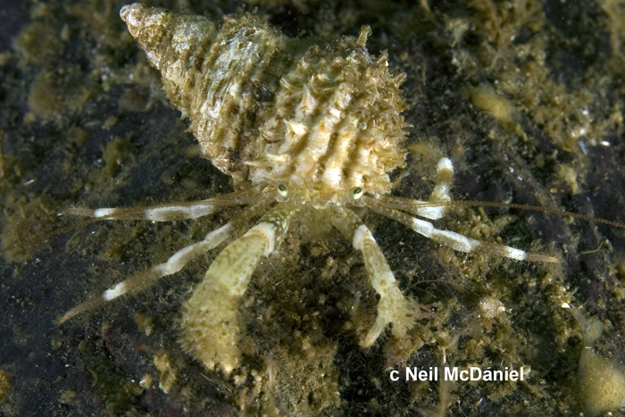 Pagurus caurinus Pagurus caurinus