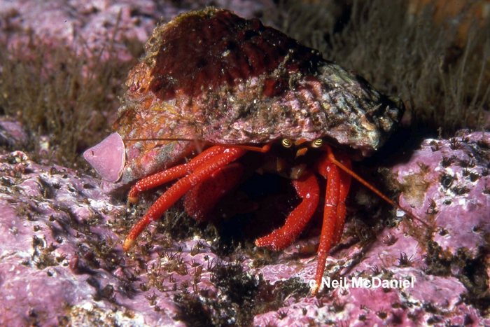 Pagurus hemphilli Pagurus hemphilli