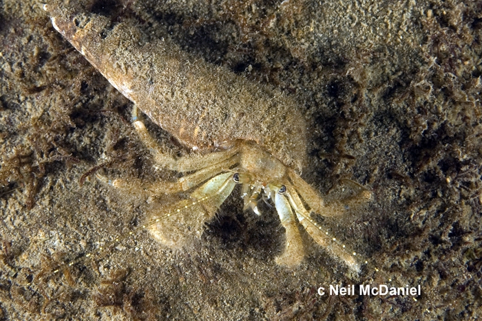 Pagurus hirsutiusculus Pagurus hirsutiusculus
