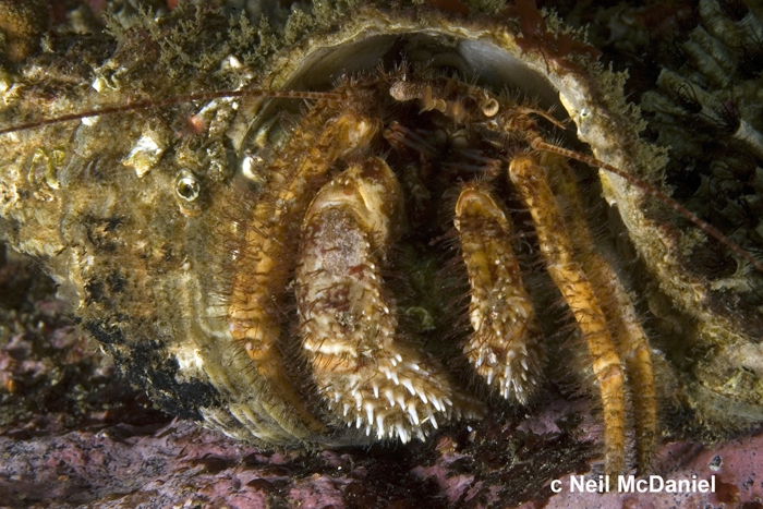 Pagurus kennerlyi Pagurus kennerlyi
