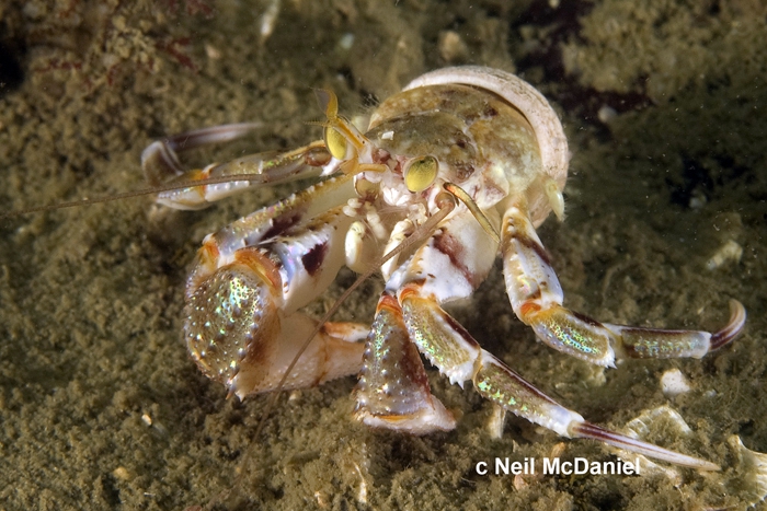 Pagurus ochotensis Pagurus ochotensis