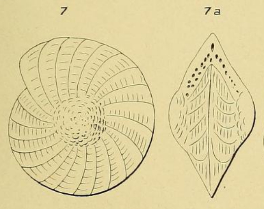 Polystomella angularis d'Orbigny, 1852
