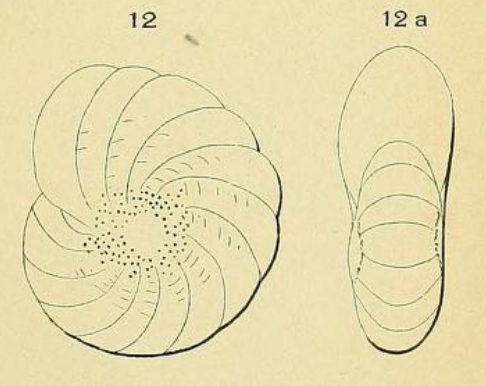 Polystomella burdigalensis d'Orbigny in Fornasini, 1904