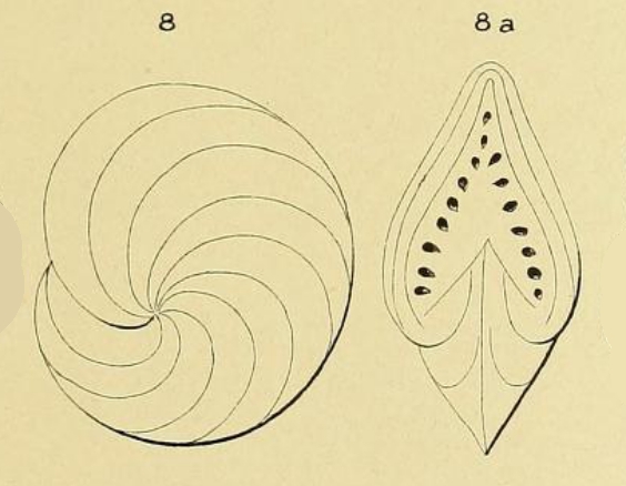 Polystomella gaimardi d'Orbigny in Fornasini, 1904