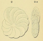 Polystomella lessonii d'Orbigny, 1839