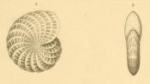 Polystomella lessonii d'Orbigny, 1839
