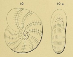 Polystomella oceanensis d'Orbigny in Fornasini, 1904