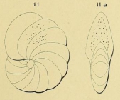 Polystomella umbilicata d'Orbigny in Fornasini, 1904