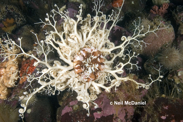 Gorgonocephalus eucnemis Gorgonocephalus eucnemis