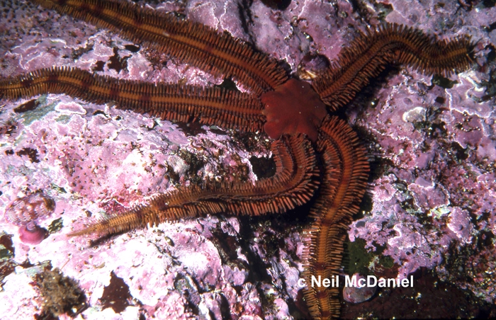 Ophiopteris papillosa Ophiopteris papillosa