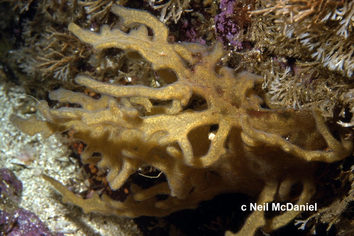 Alcyonidium pedunculatum