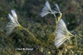 Bryozoa (moss animals)